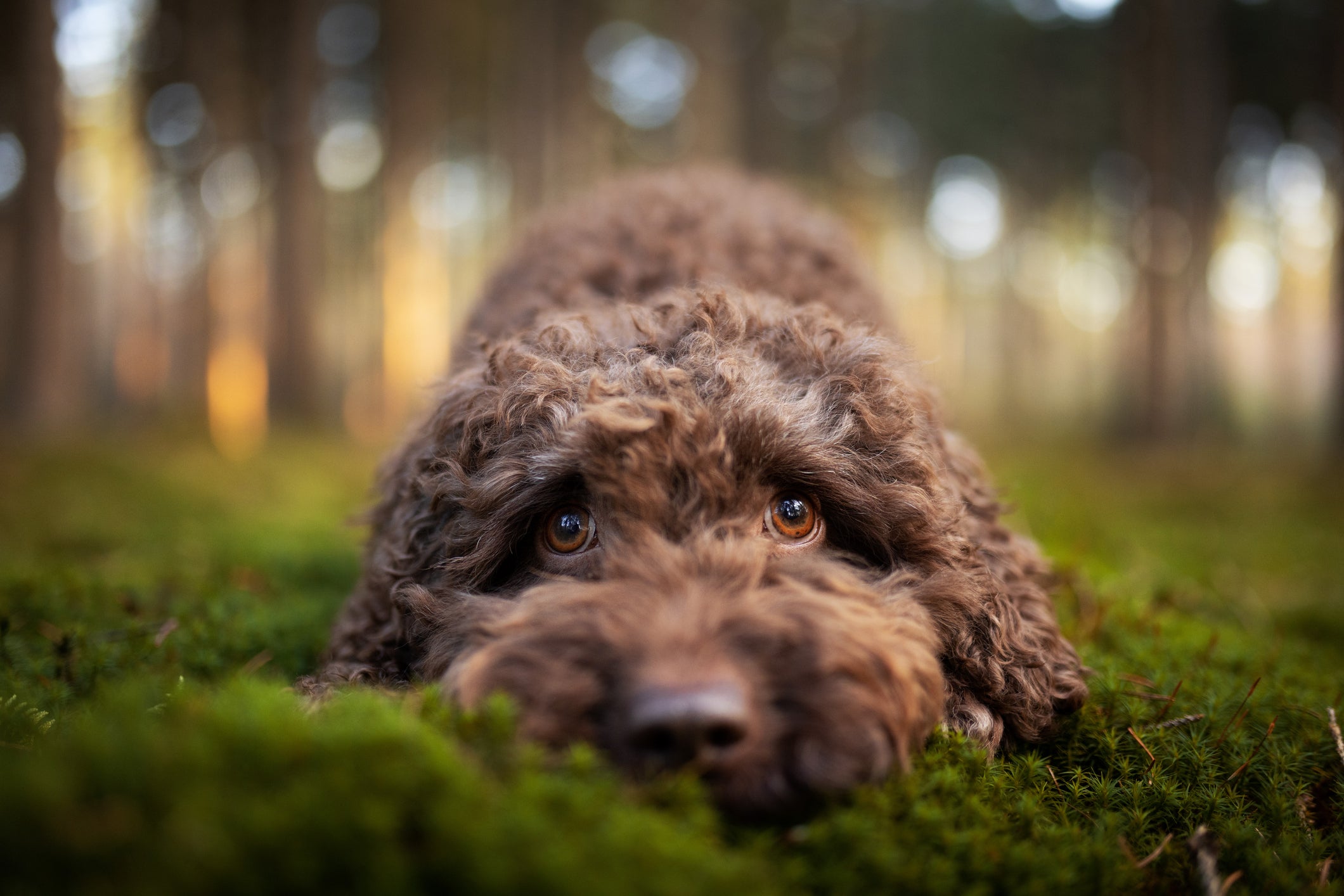 O Labradoodle tem a aparência de um grande Poodle e a energia de um Labrador