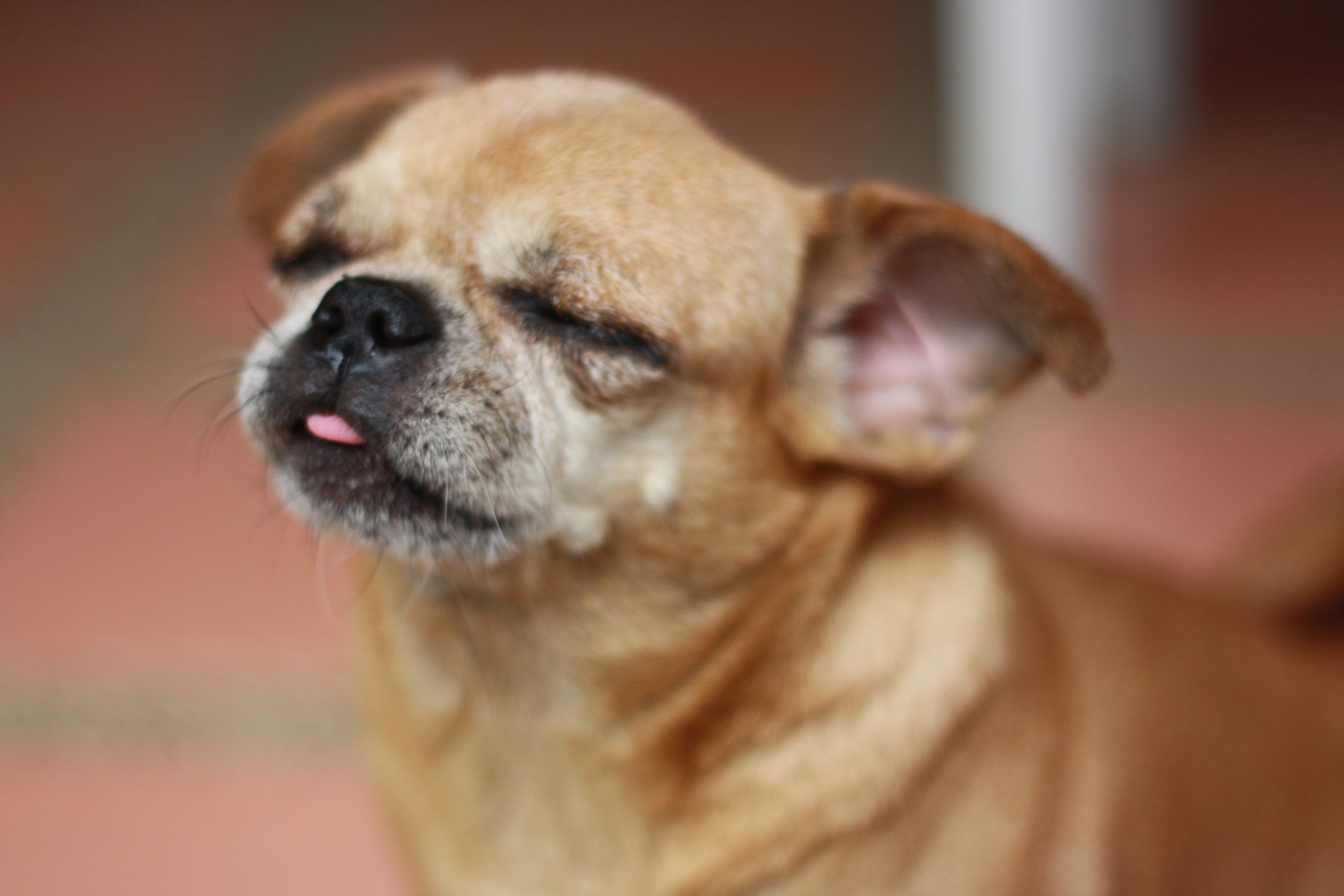 A aparência do Chug não nega que ele veio de uma mistura de Chihuahua com Pug