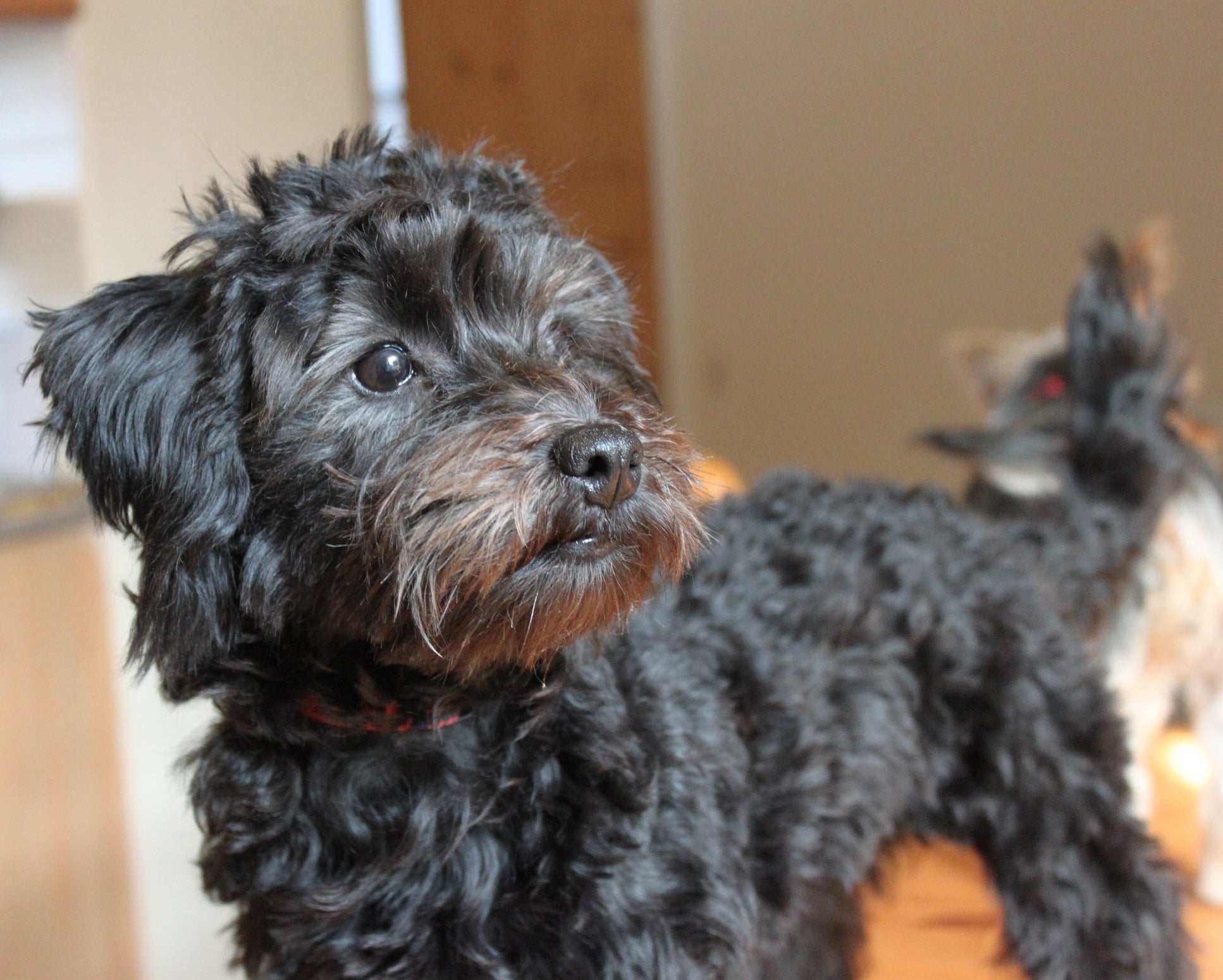 O Yorkiepoo é muito brincalhão e ama ficar perto da famí­lia