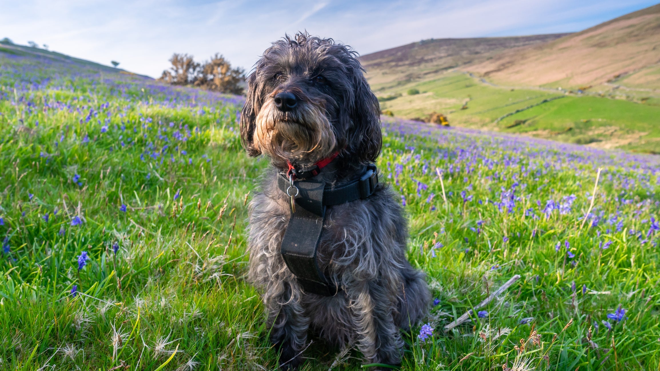 O Schnoodle tem energia para dar e vender