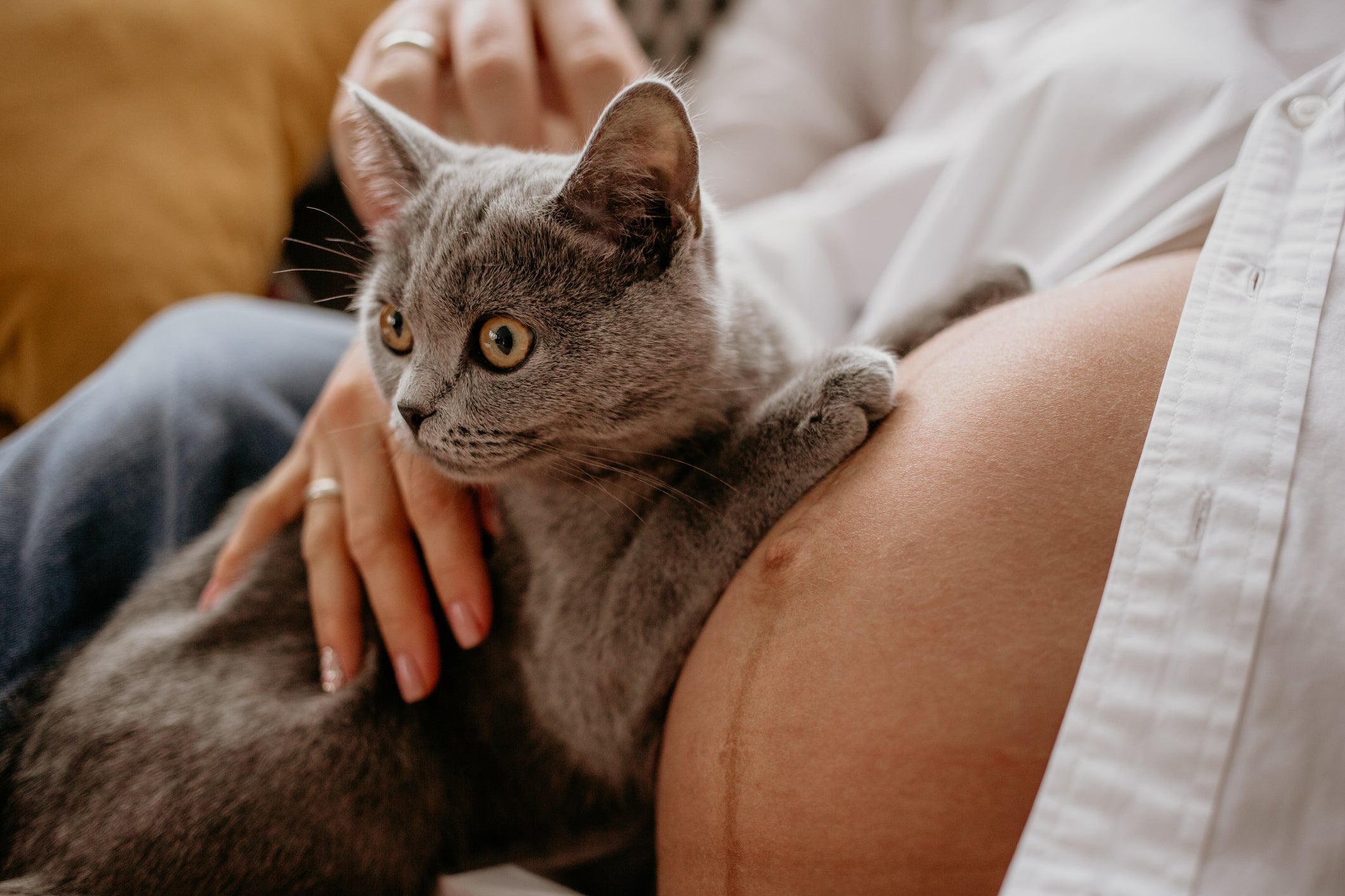 Gestantes não precisam (nem devem) doar seus pets por medo da toxoplasmose nos gatos