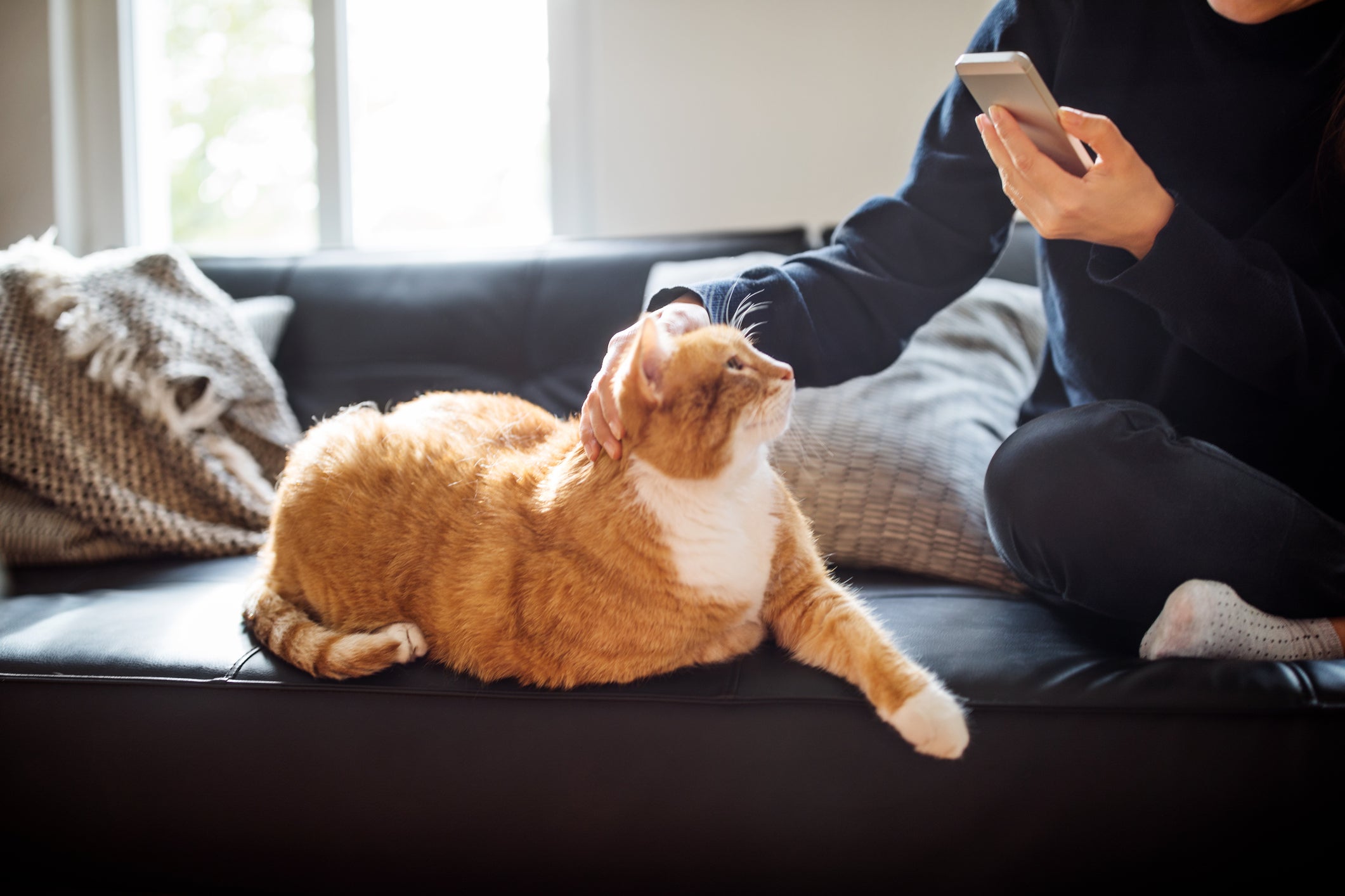 FeLV e a FIV felina: a criação indoor é uma das principais formas de prevenir as doenças