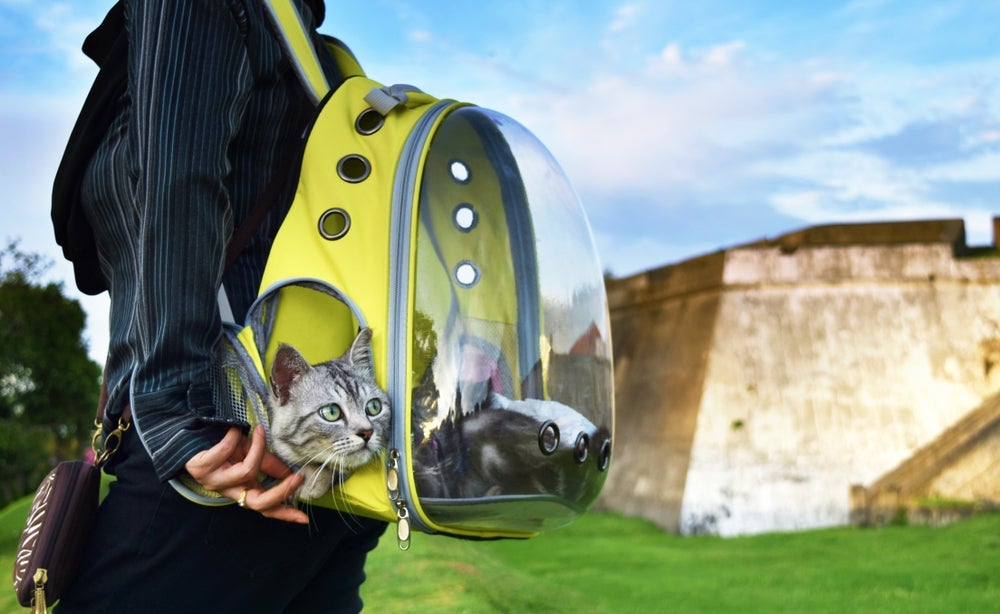 A mochila de transporte para gatos é uma ótima opção para gatos mais acostumados a saírem de casa