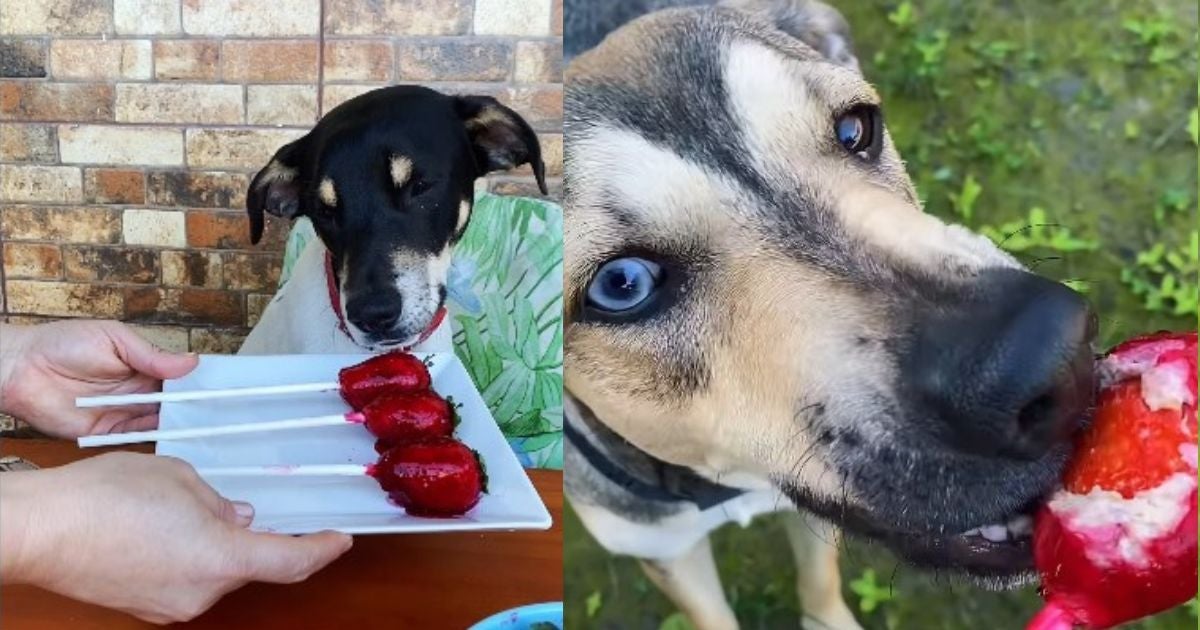 Morango do “aumor” deve ser oferecido com moderação aos cães (Créditos: Divulgação/Instagram)