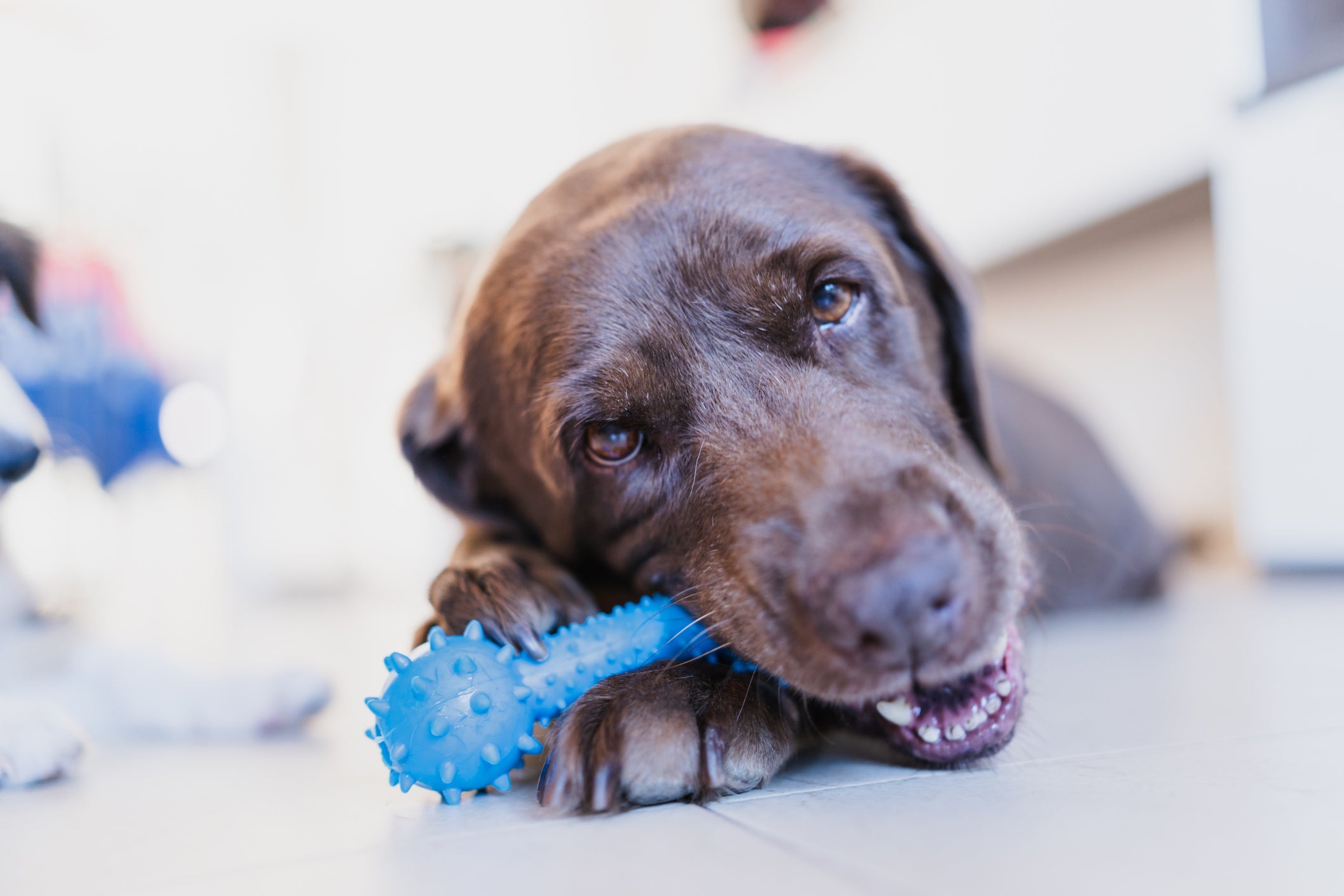 Brinquedos de morder ajudam a aliviar o estresse, a ansiedade e o tédio em cães