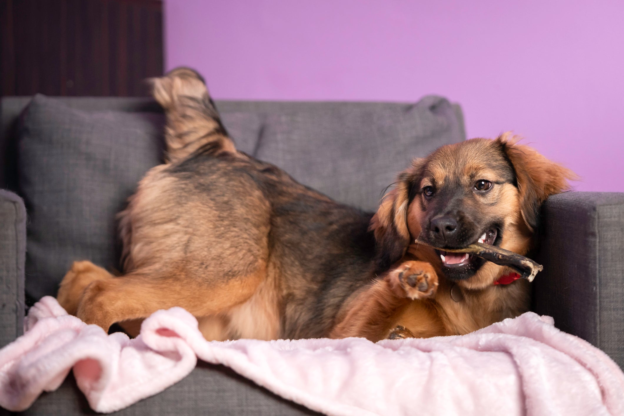 O filhote de cachorro mordendo precisa ser direcionado para não morder pessoas e móveis