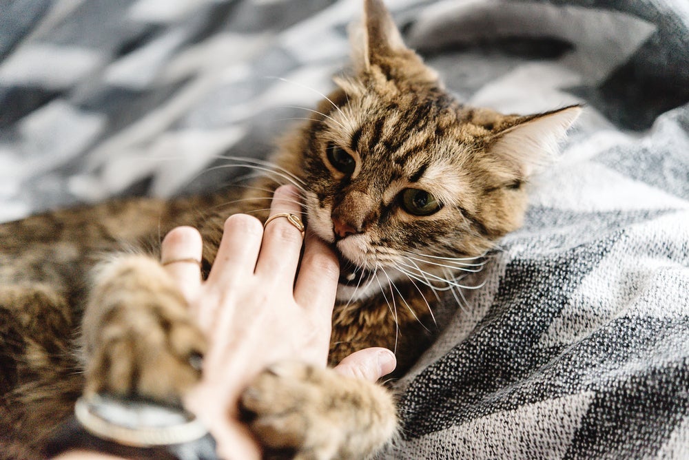 Por que os gatos mordem? Os felinos avisam quando vão atacar. Preste atenção nos sinais!
