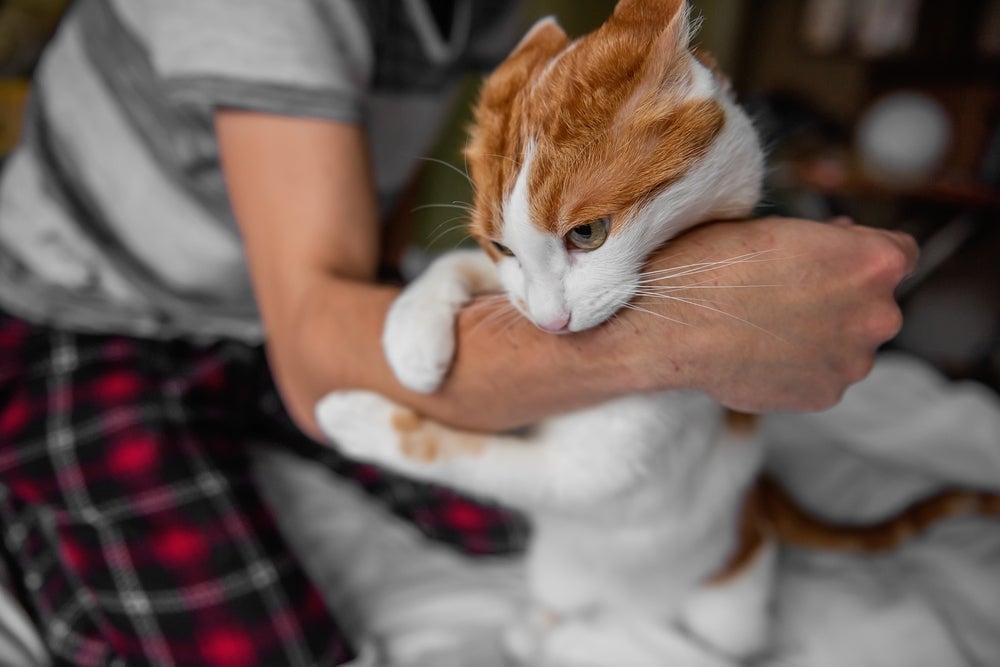 Ao levar uma mordida de gato mais forte, não deixe de procurar ajuda médica