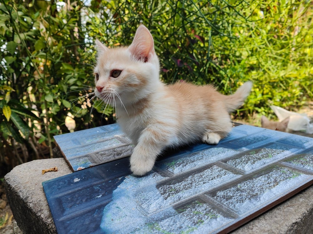 O Munchkin é um ‘gato salsicha’ muito divertido e dócil