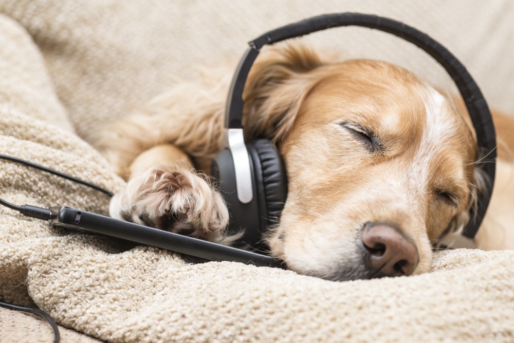 Música para cachorro dormir: sonatas e músicas clássicas, como Mozart, melhoram o sono do animal