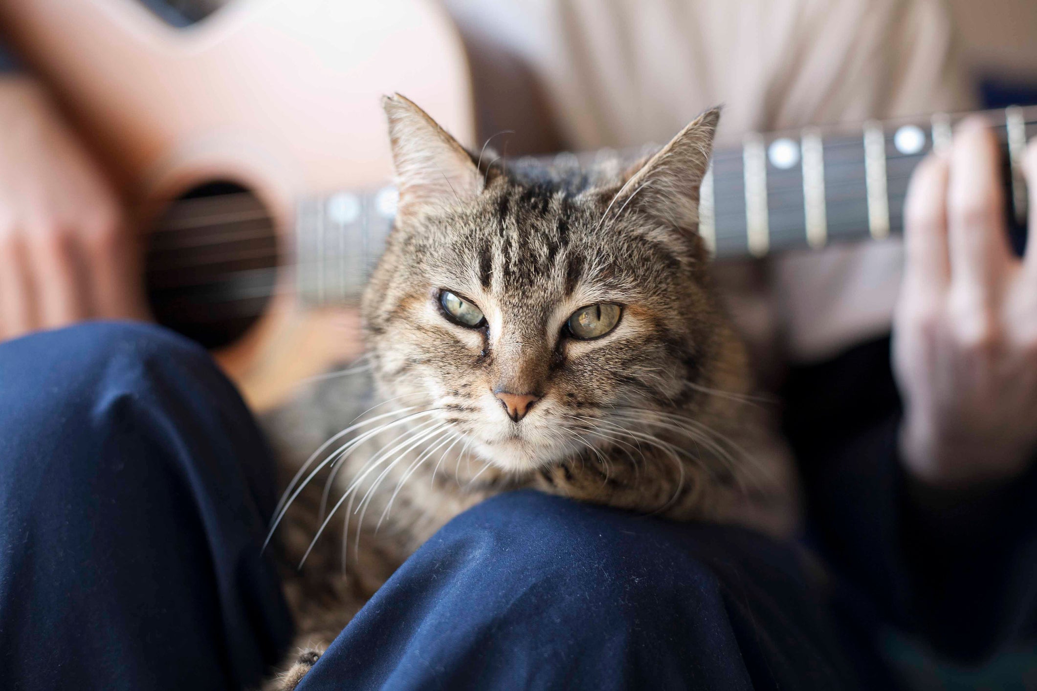 Gato: música é uma boa forma de relaxar o bichano