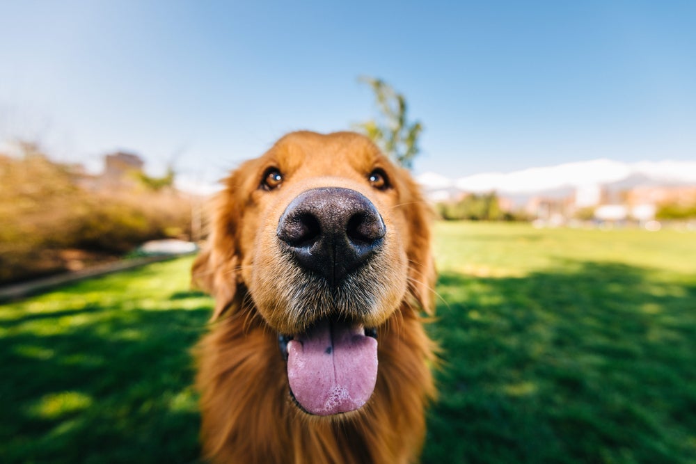Nariz de cachorro: impressão nasal e aplicativos ajudam a identificar cada cãozinho