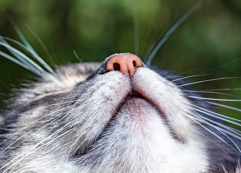 O nariz de gato tem uma capacidade olfativa muito maior do que a dos humanos