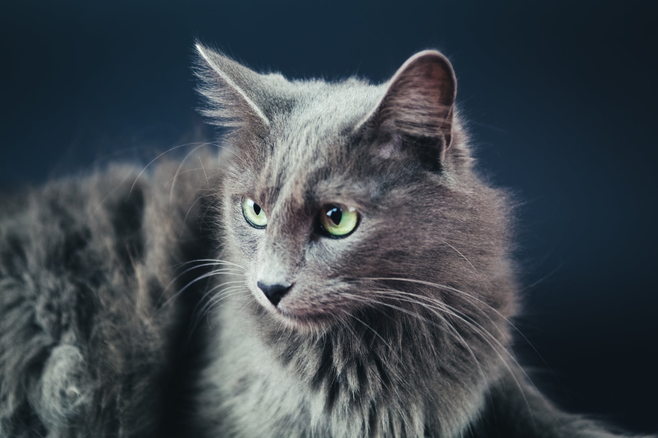 O gato Nebelung não costuma ter doenças hereditárias 