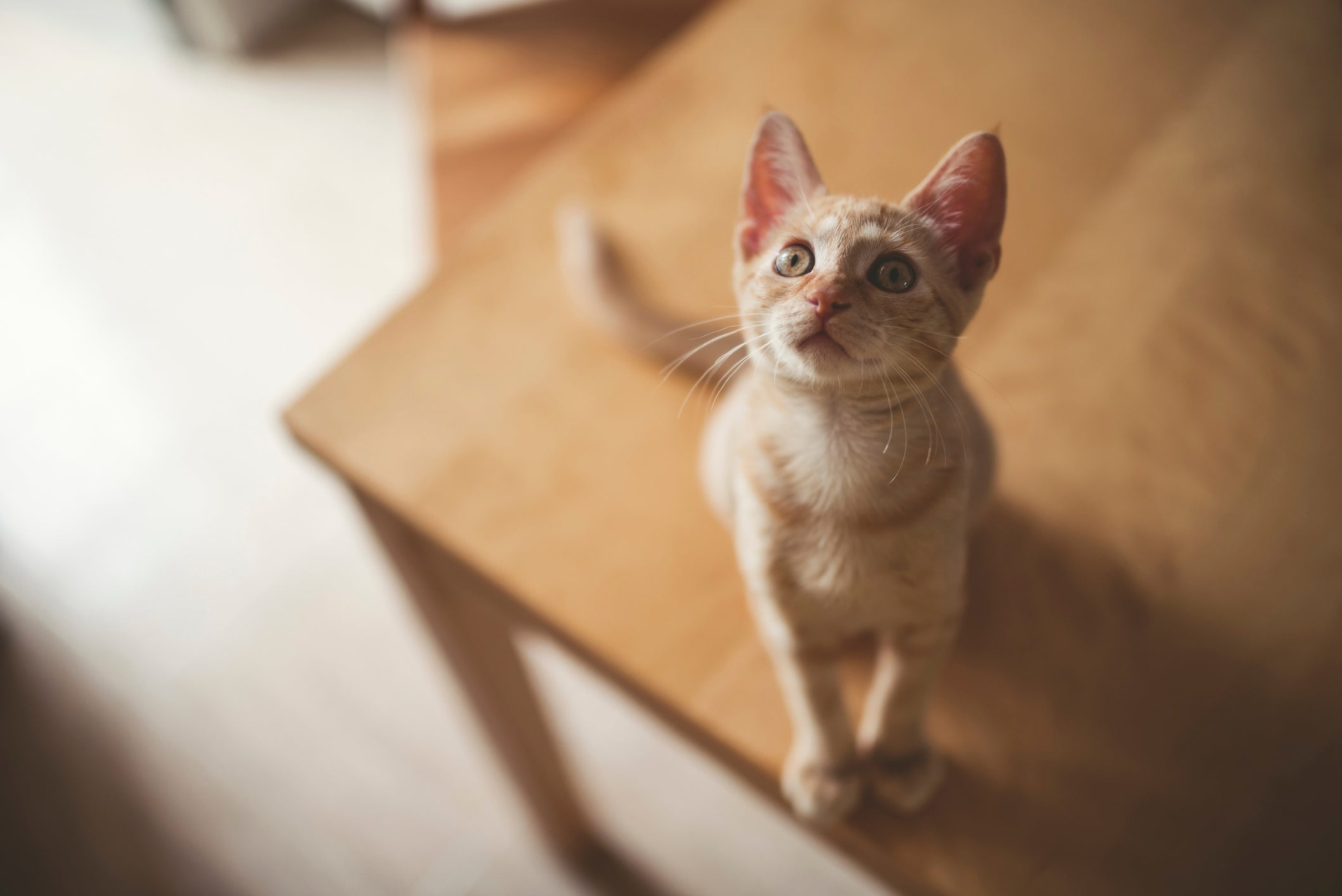 gato laranja em cima da mesa olhando para a foto