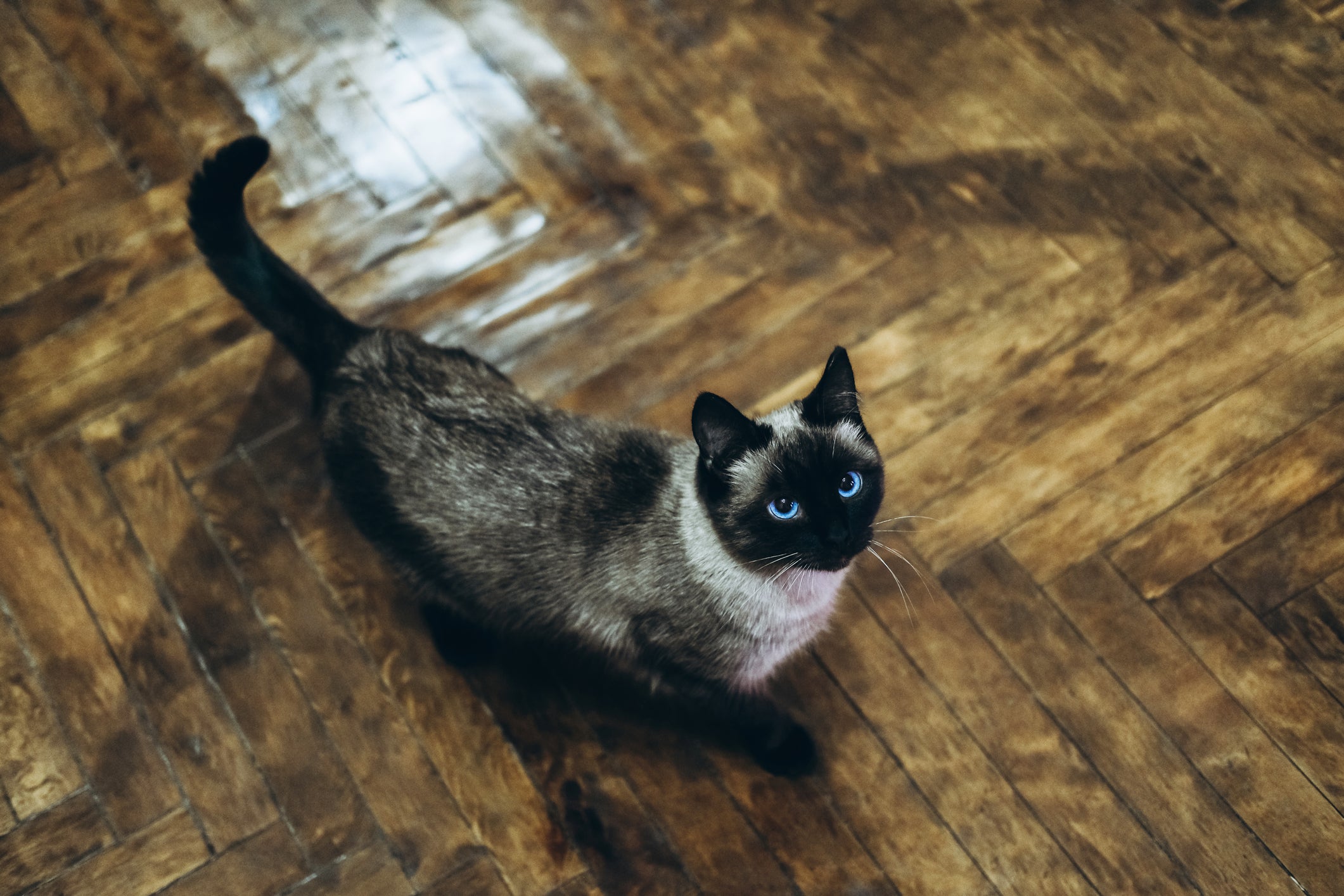 gato siamês parado em pé olhando para a foto