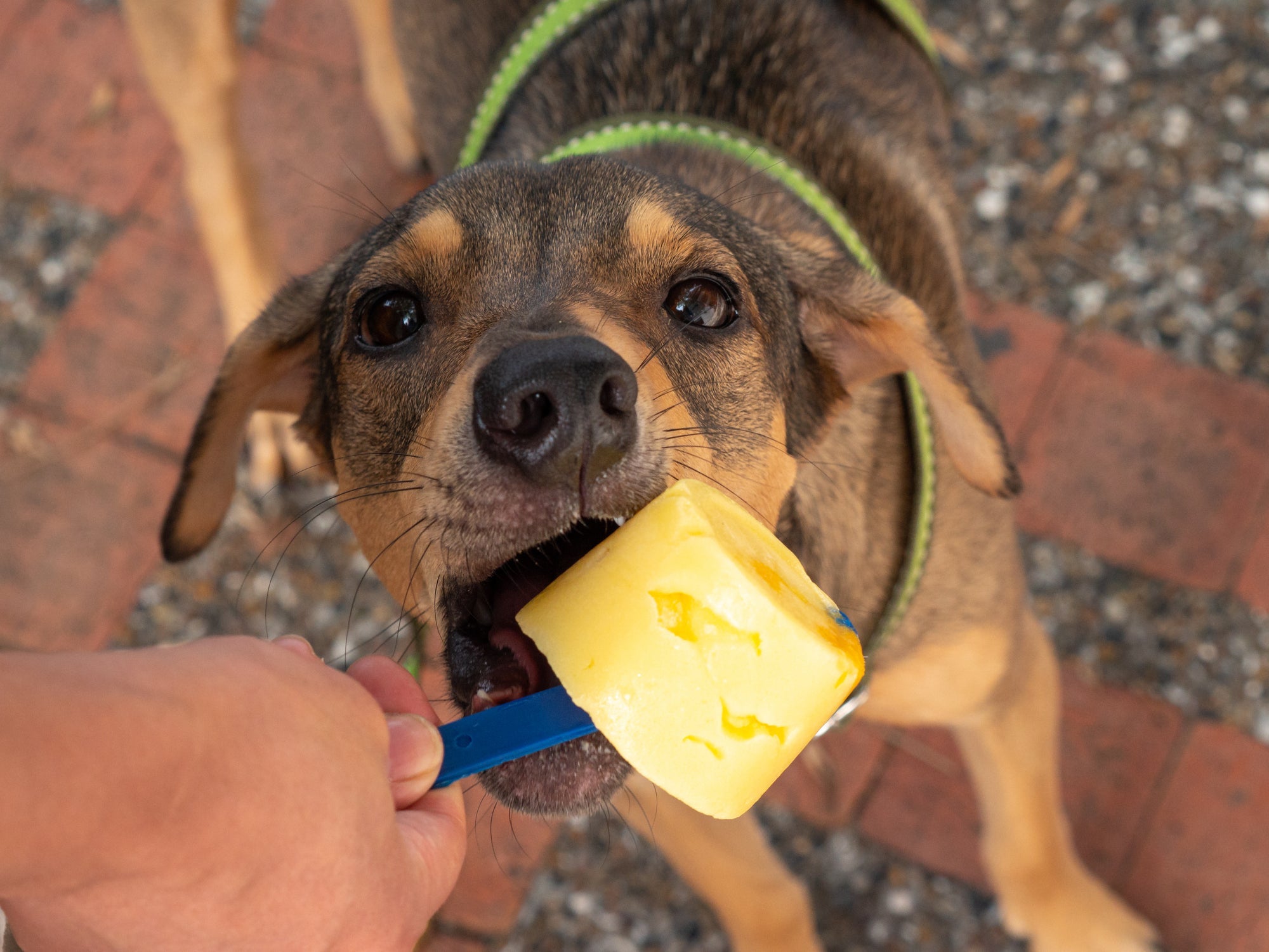 Os nomes de cachorro inspirados em doces são super fofos 