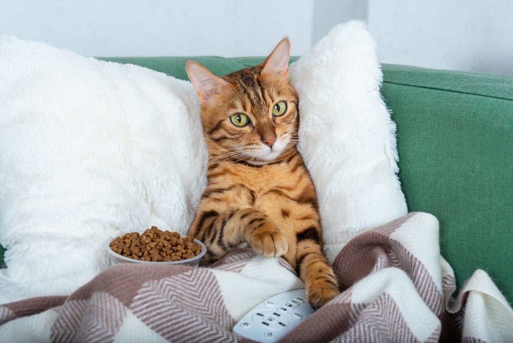 Nome para gatos: vale buscar inspiração na tv, cinema e desenhos animados