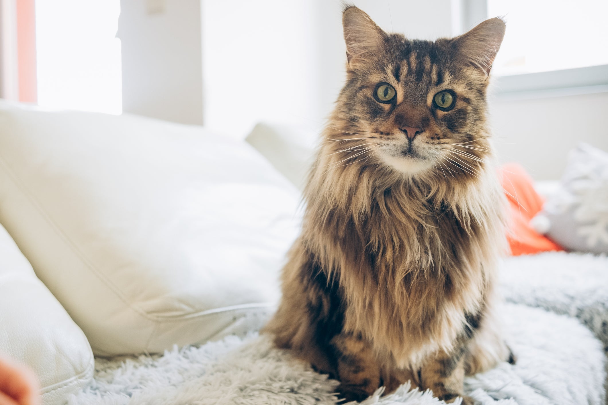 Hermione Granger, personagem de "Harry Potter", é um bom nome para gato Maine Coon