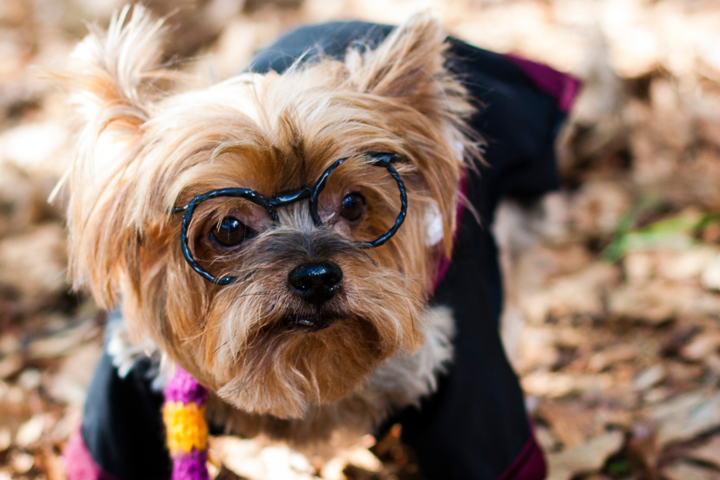Os nomes para cachorro inspirados em personagens da saga Harry Potter fazem o maior sucesso