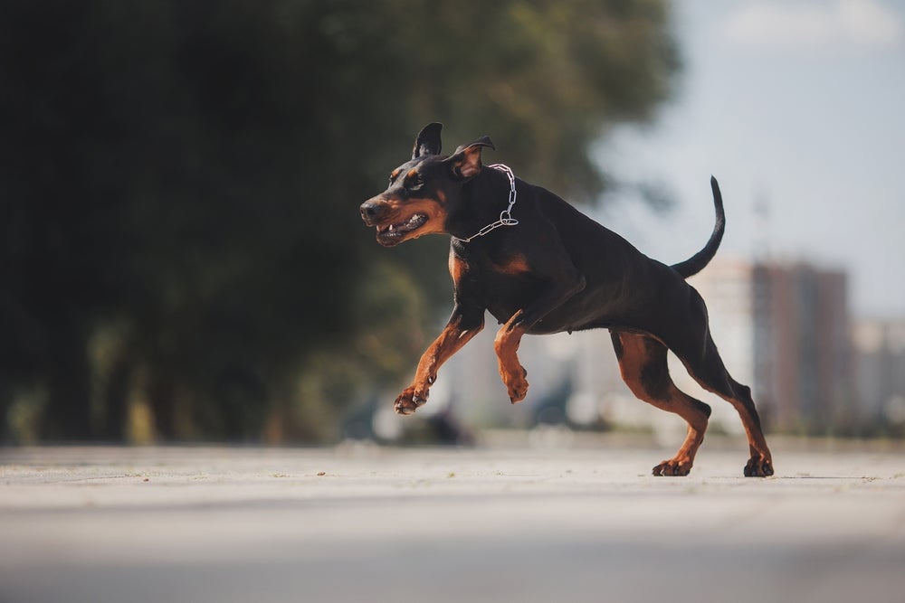 Os nomes para cachorro inspirados na mitologia super combinam com cães imponentes