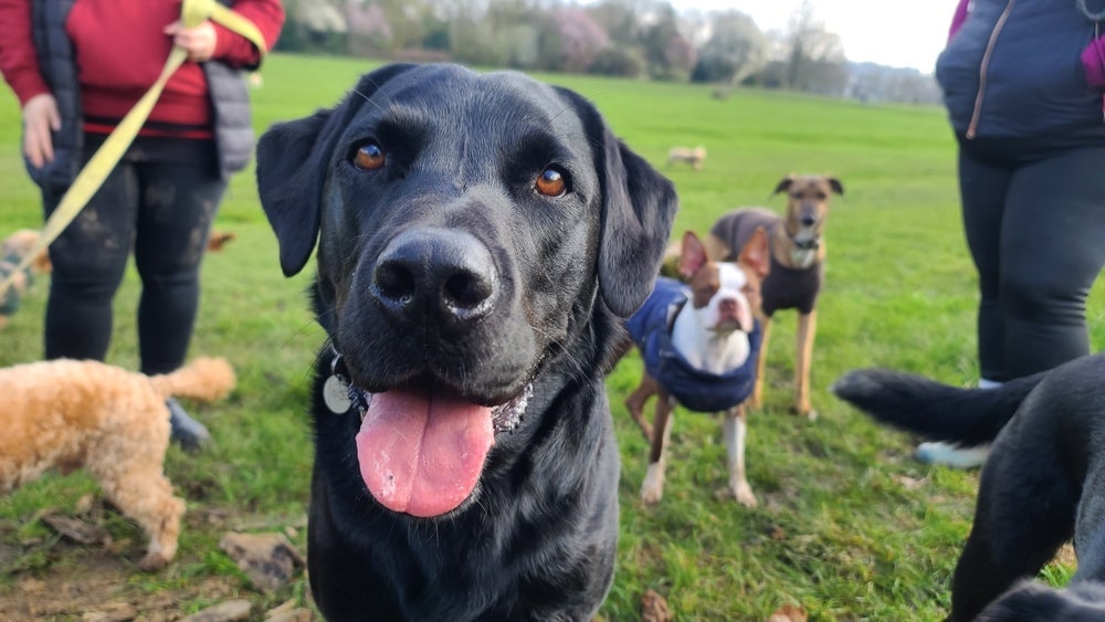 Nomes para cachorro de comidas são engraçadinhos e diferentes