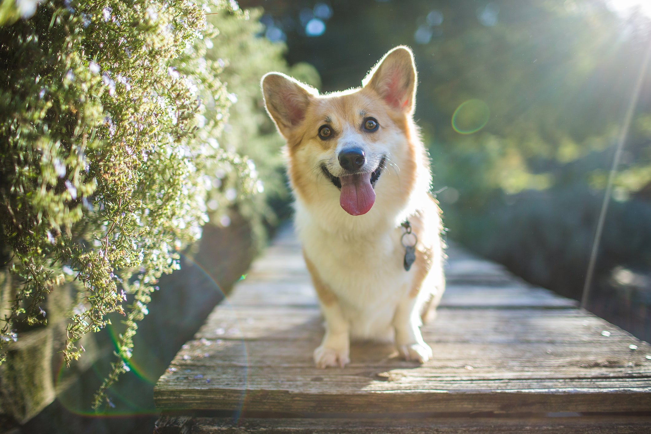 Princesas, príncipes e pets da Disney são ótimas opções de nomes para cachorro