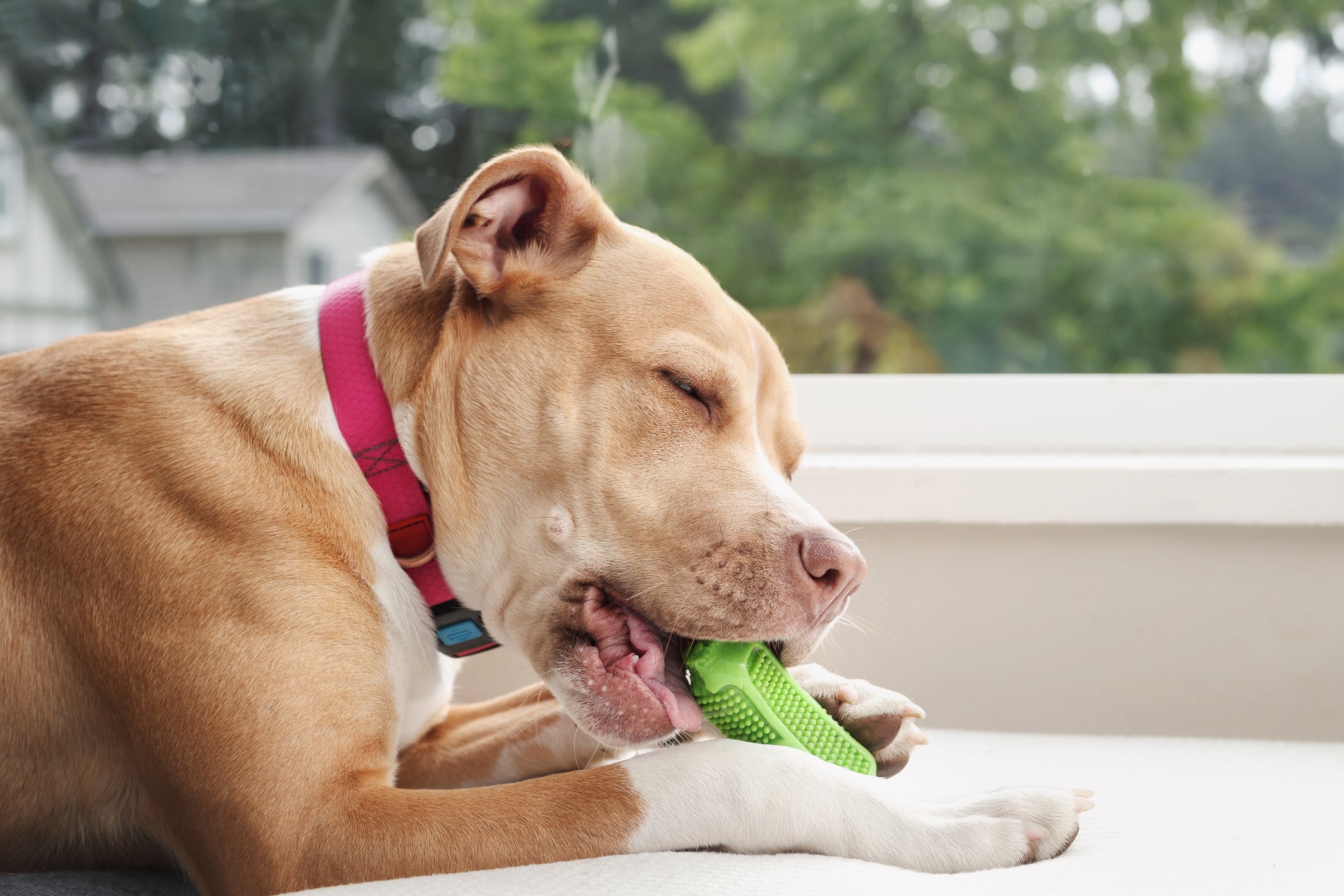 Nomes para cachorro inspirados em heróis combinam super com pets grandes