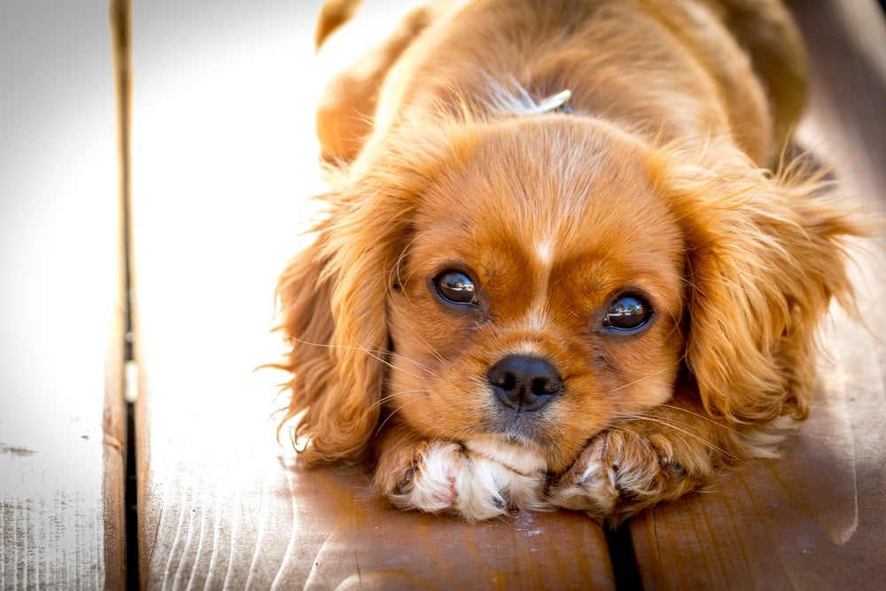 Os nomes de filhotes de cachorro devem conter, no máximo, três sí­labas