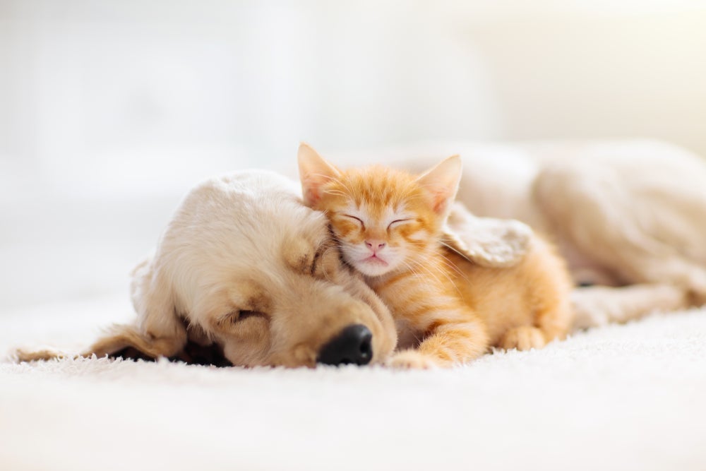 O nome para gato e o nome para cachorro deve ter sonoridades distintas