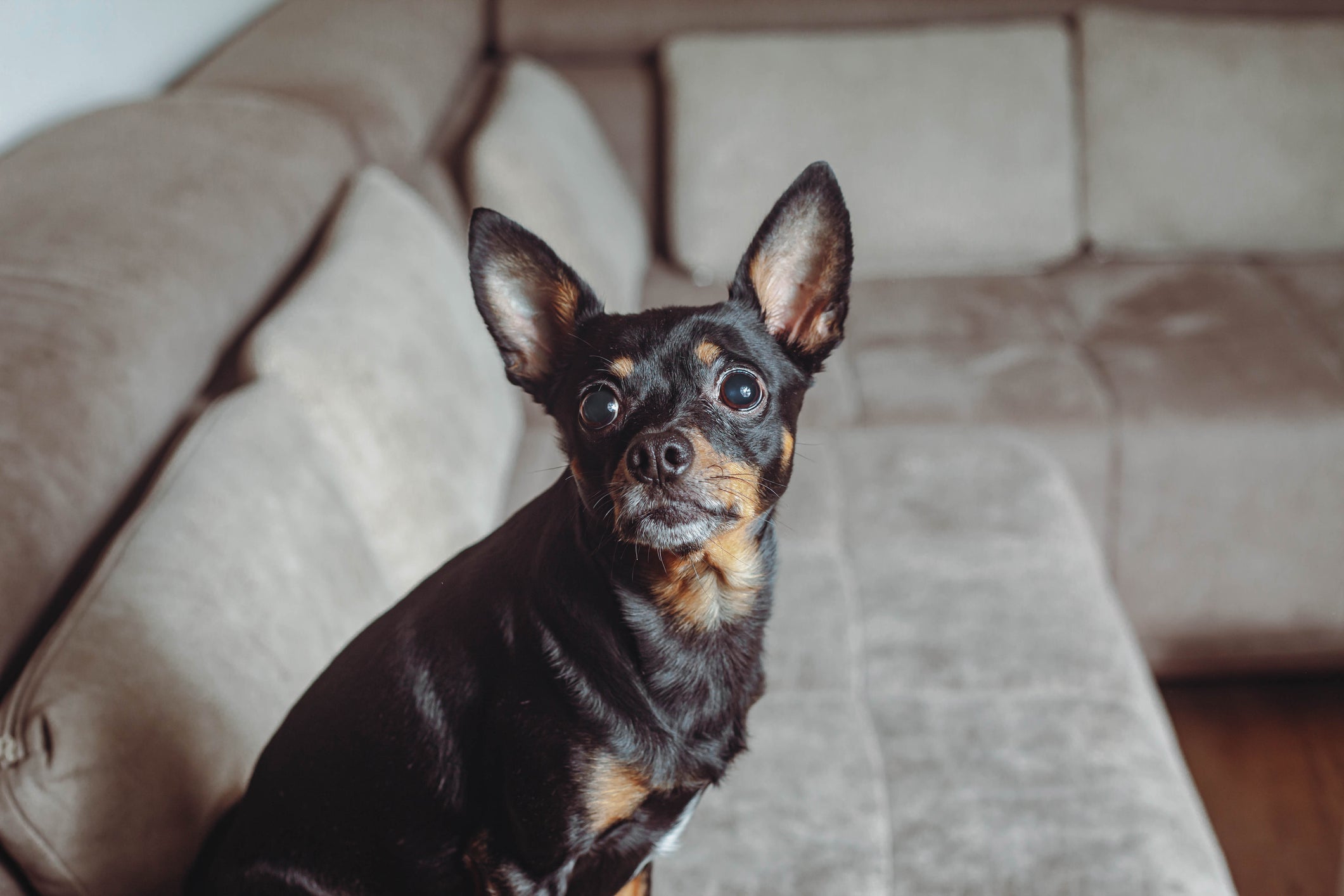 Muitas vezes os melhores nomes para cachorro são os que levam em conta a personalidade do cão