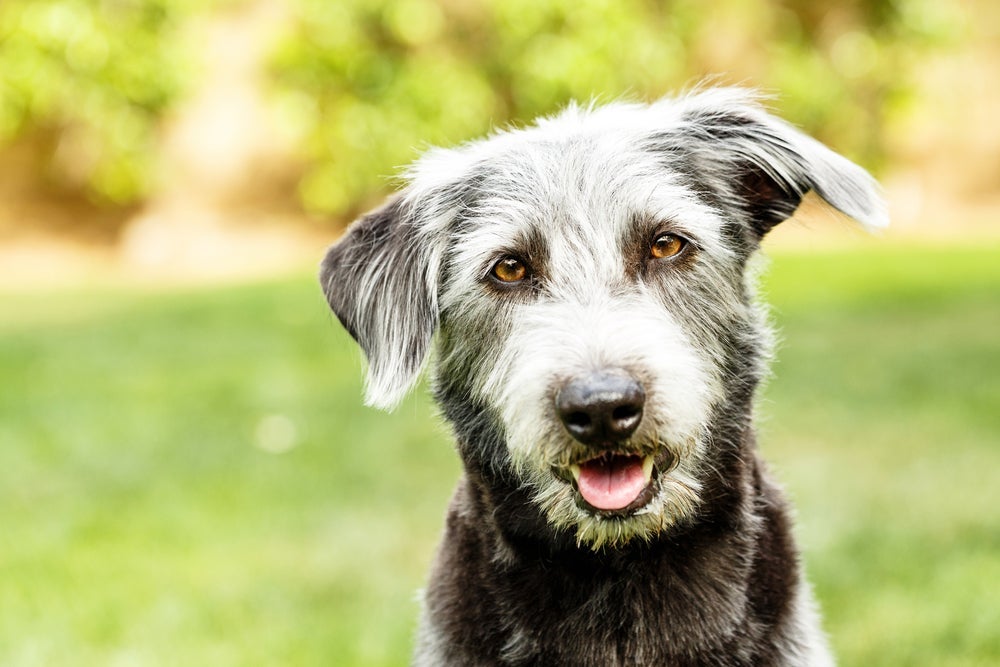 Os nomes para cachorro de Pokémon podem ser mais fofos ou mais imponentes