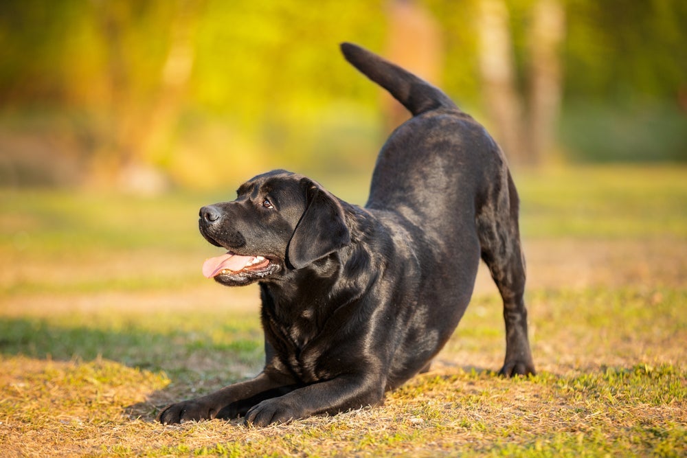 Cachorro grande: os nomes para cachorro macho não devem ser muito longos
