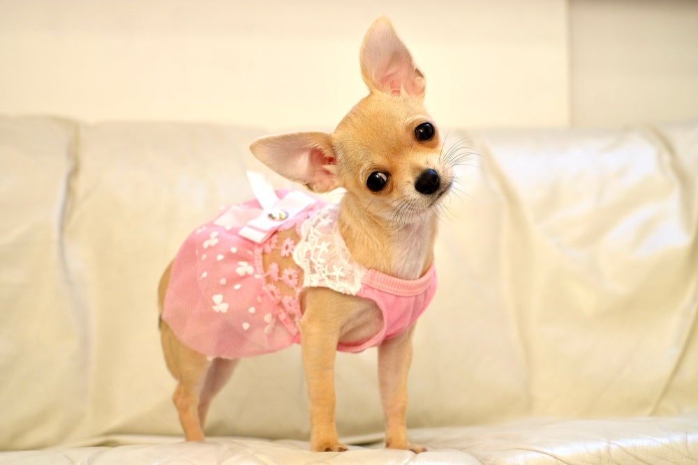 Chihuahuas fêmeas são delicadas e carismáticas, combinando com nomes mais fofinhos e suaves