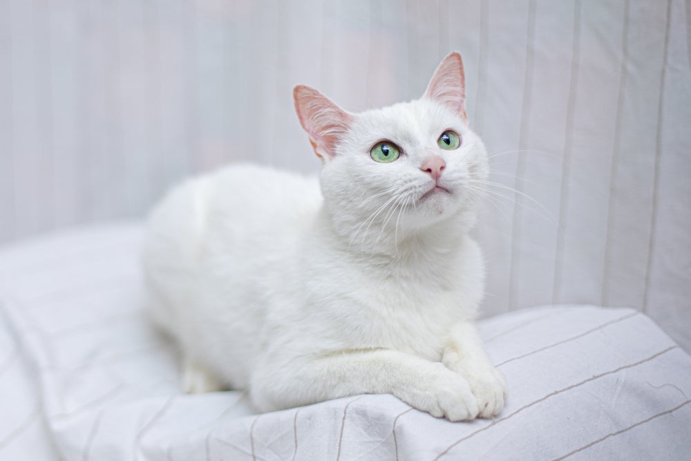 Os nomes para gato fêmea branca podem ser meigos