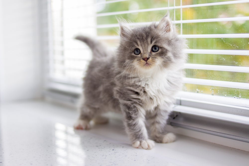 Nomes para gato, masculino ou feminino, podem seguir diferentes categorias