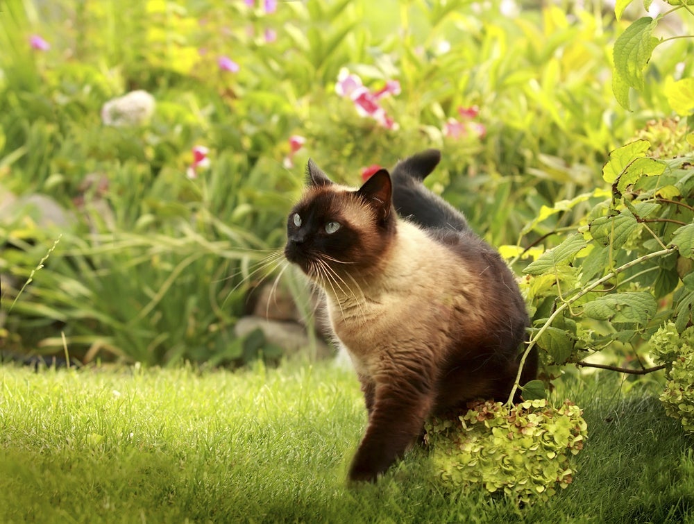 Nomes para gatos siameses: as características físicas e o temperamento do felino devem guiar a escolha