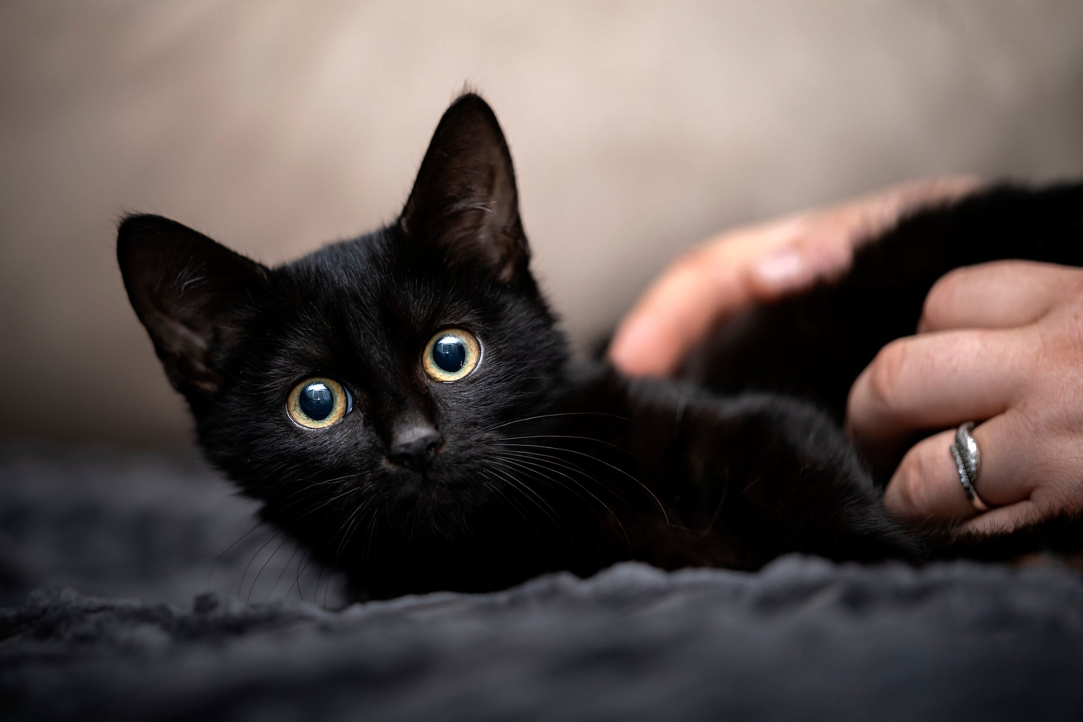 Os nomes para gatos devem refletir a personalidade e aparência do bichano 