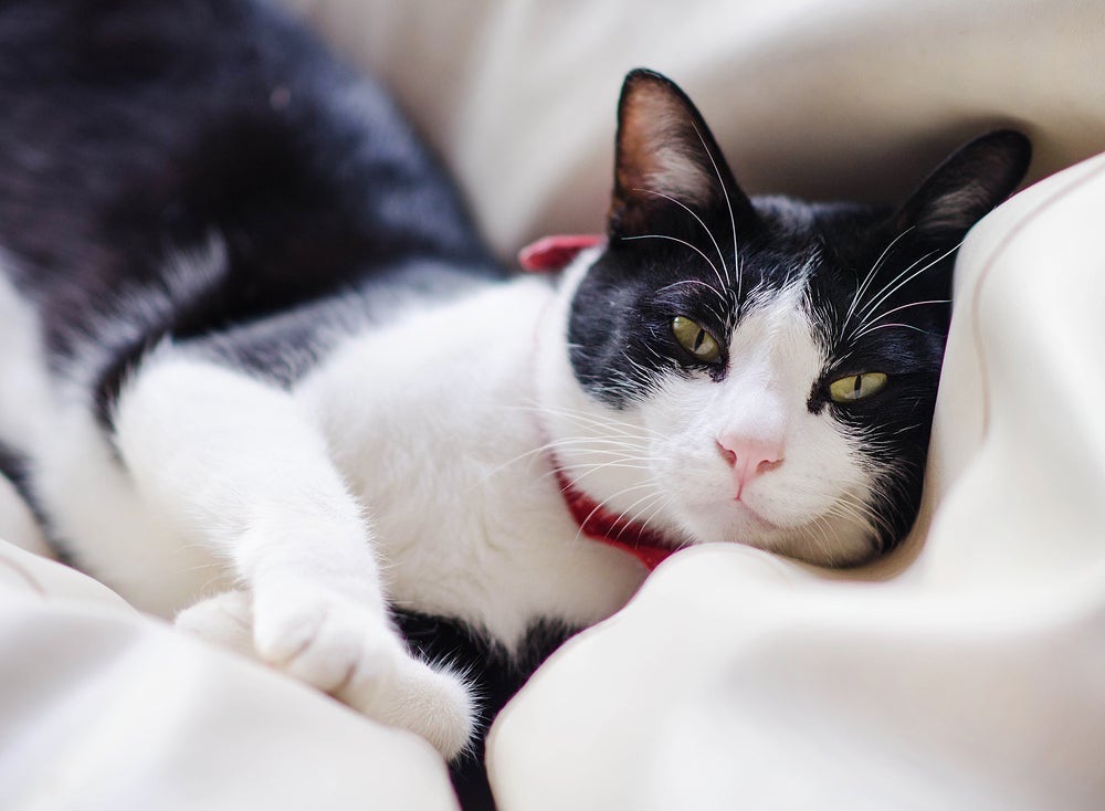 Nome para gatos preto e branco: Dominó ou Zorro fazem alusão à pelagem do animal