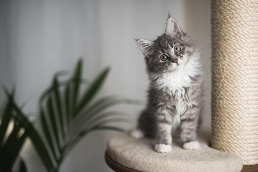 Nomes para gato fêmea: divas pop são uma ótima referência para nomear gatinhas