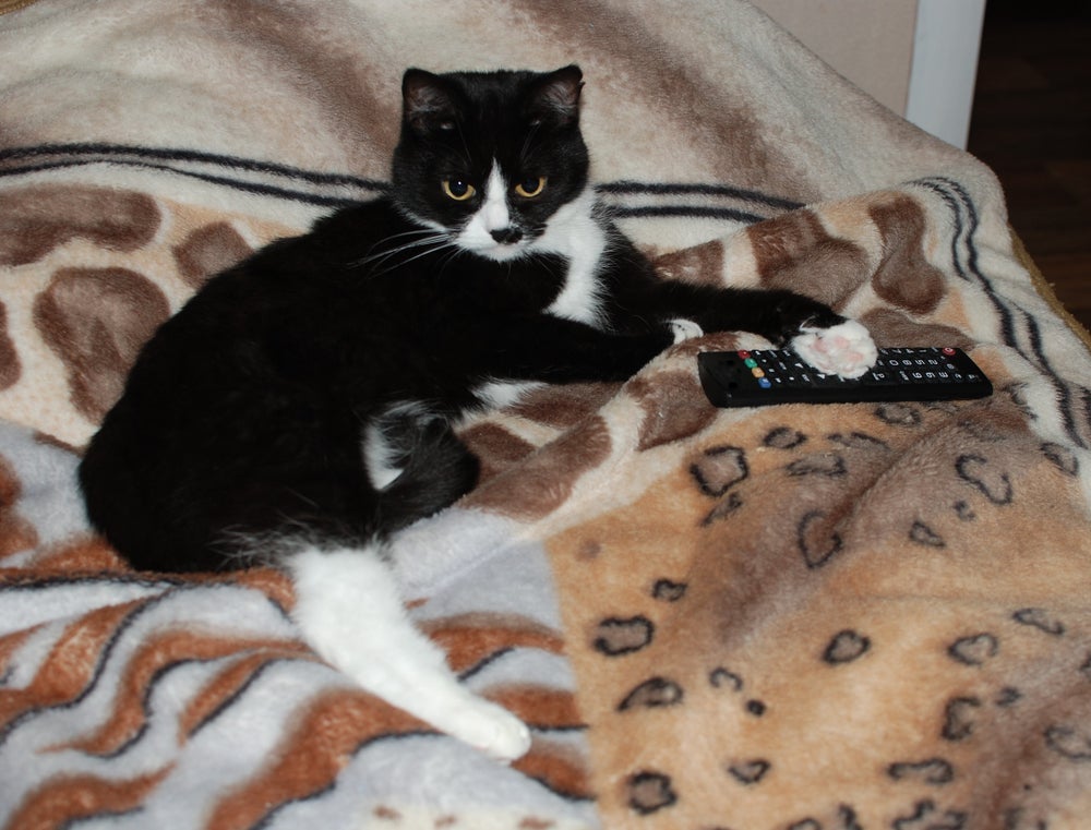 Nomes para gatos inspirados em séries famosas são sempre divertidos e icônicos!