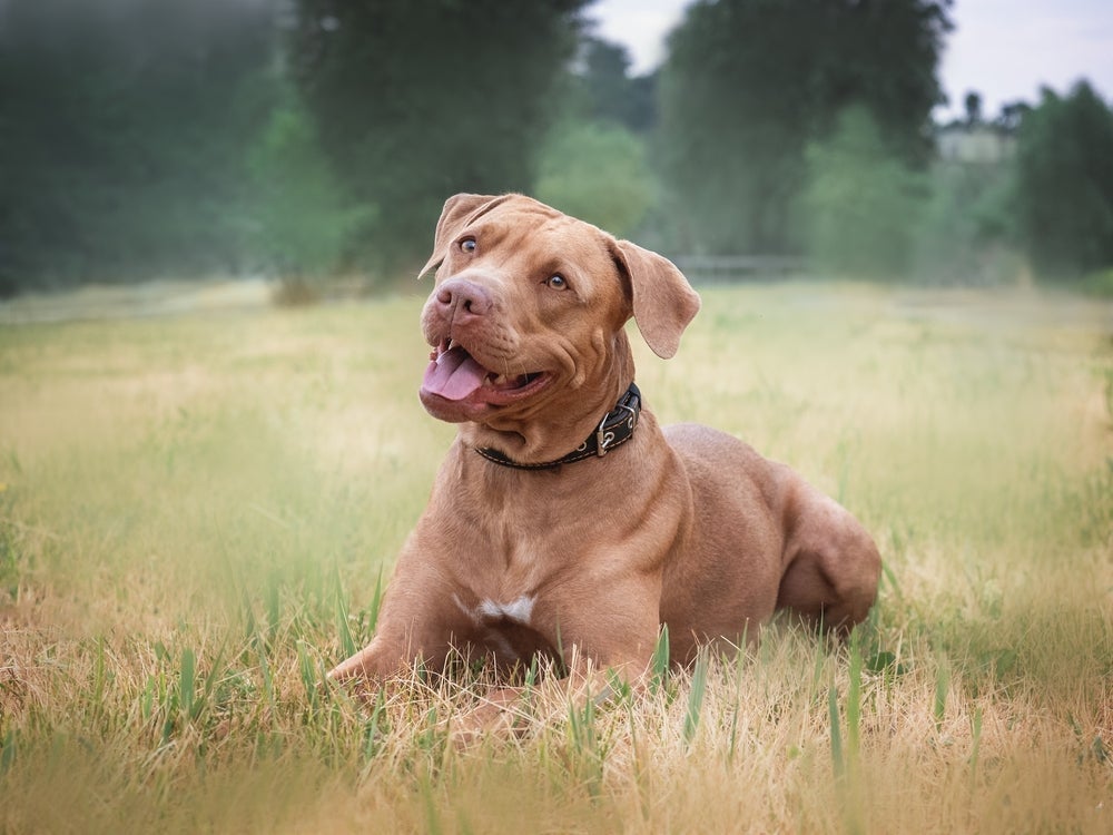 Nomes para Pitbull: traços fí­sicos do cachorro podem inspirar a escolha