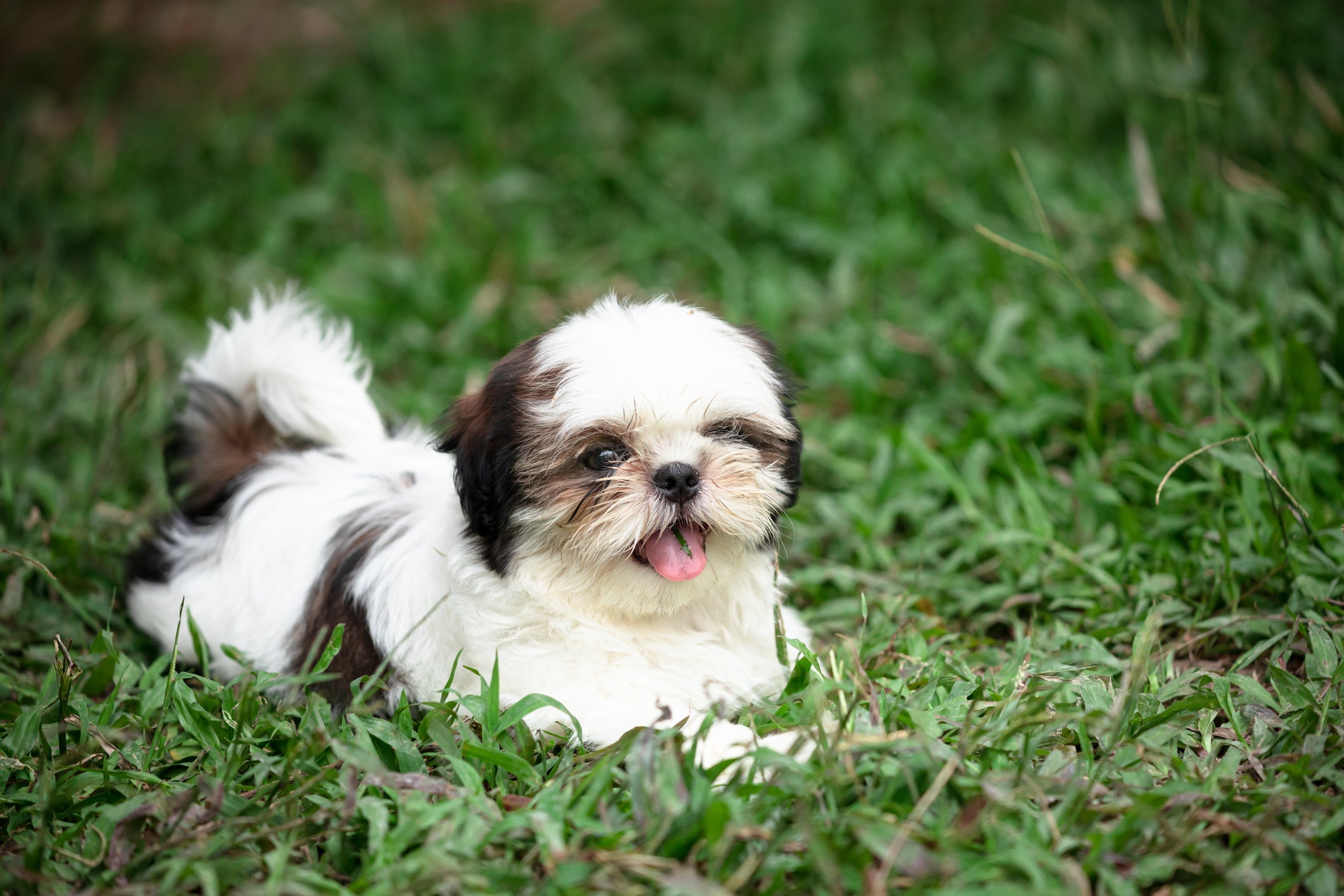 Shih Tzu filhote: nome pode ser inspirado em personagens do cinema, tv e desenhos animados