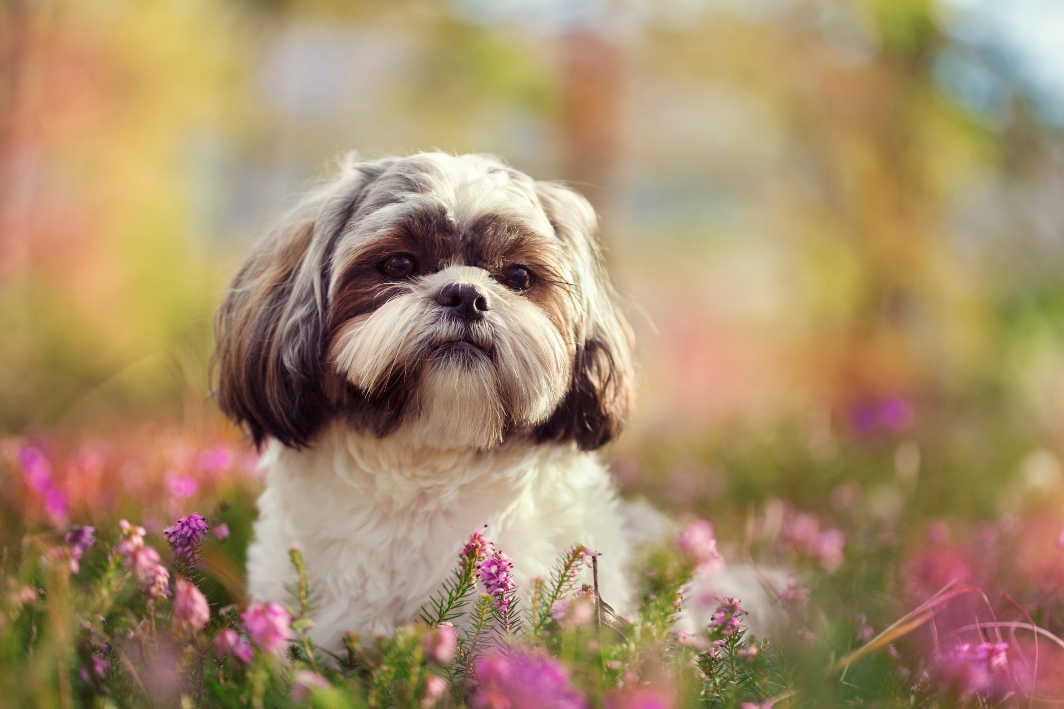 Traços fí­sicos do animal podem inspirar sua escolha entre os nomes para Shih Tzu masculino