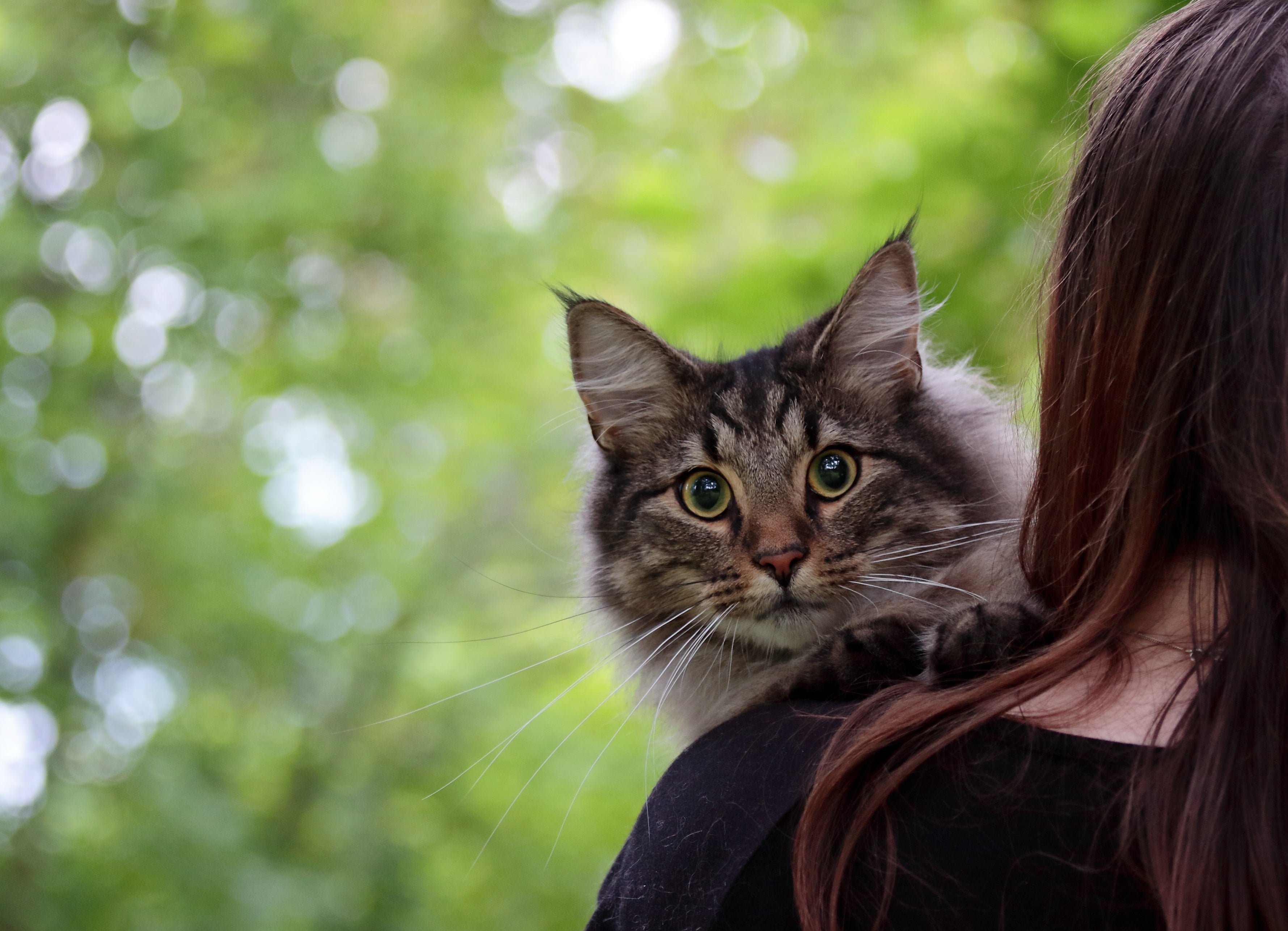 O Norueguês da Floresta é uma das raças de gato que têm o hábito de seguir o tutor