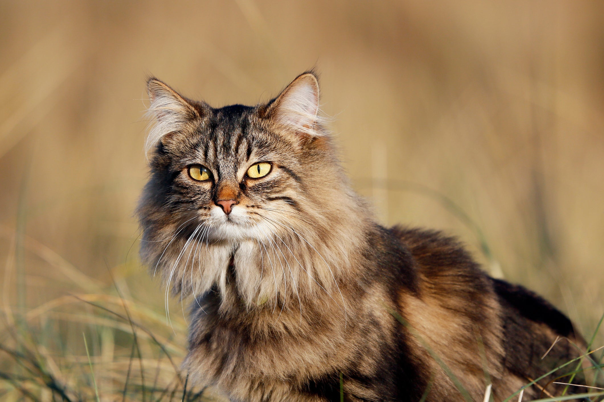 O Norueguês da Floresta é um gato peludo que parece ter uma juba de leão