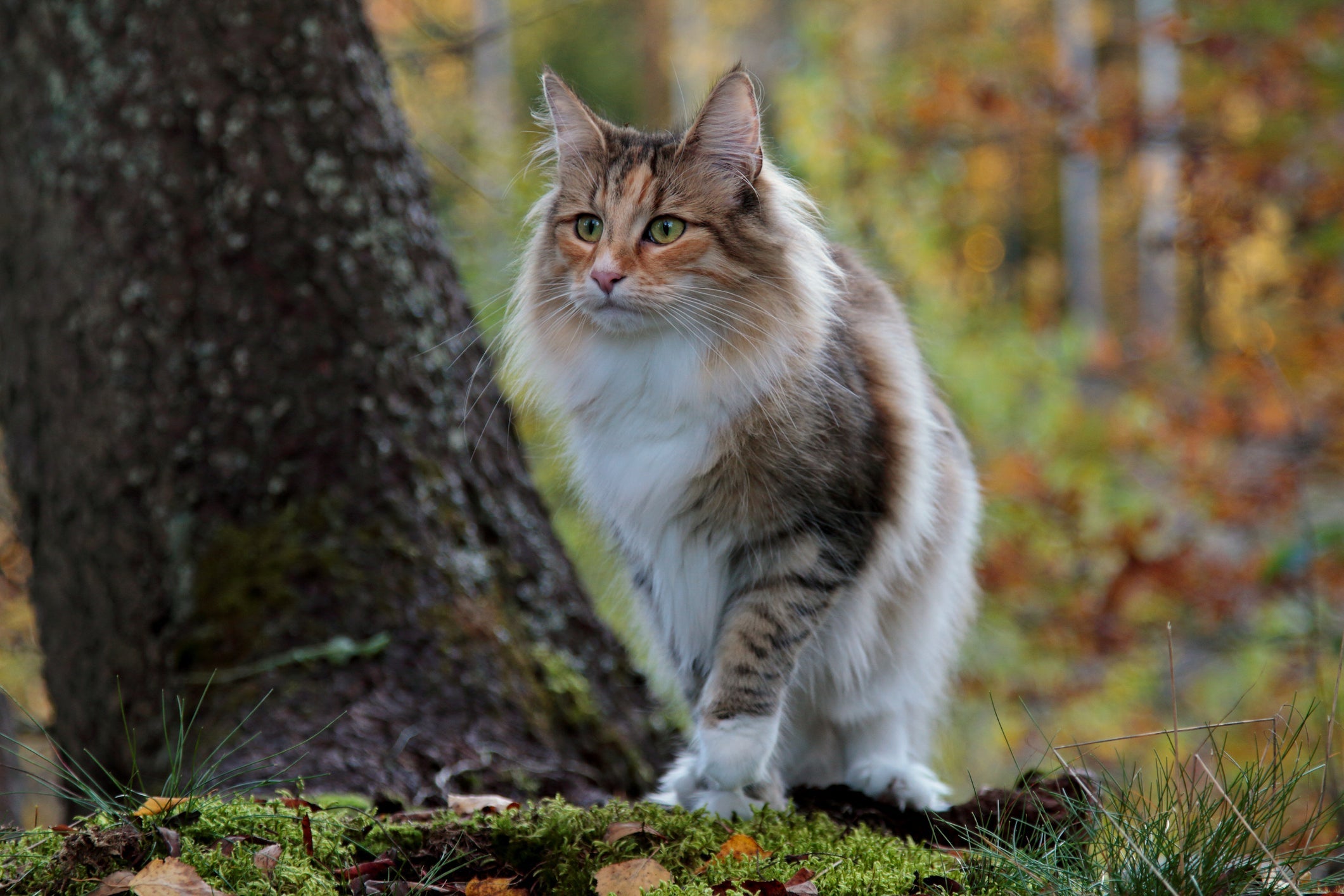 O gato Norueguês da Floresta resiste às baixas temperaturas