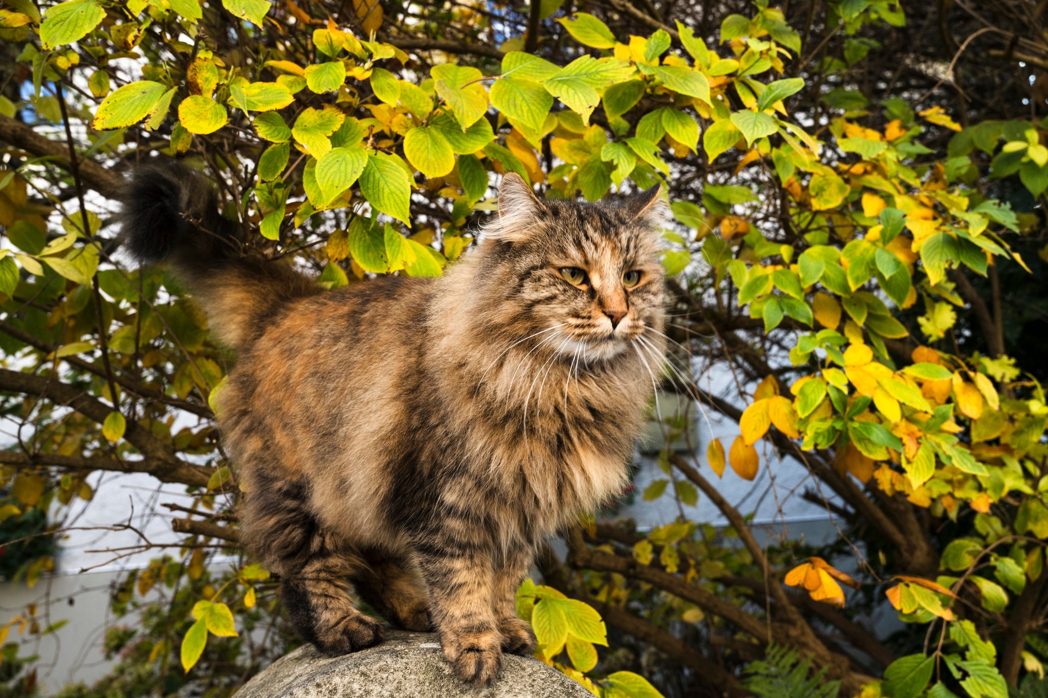 O Norueguês da Floresta é gato que se adapta bem a diferentes situações