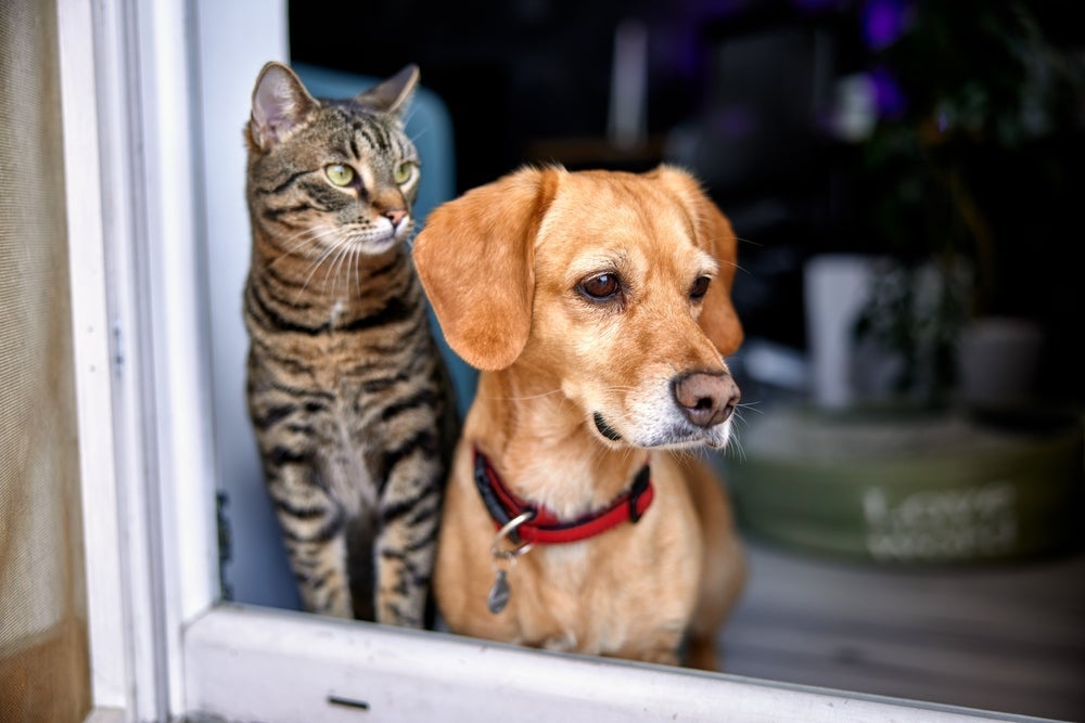 Novembro azul pet: aprenda a identificar os sintomas do câncer de próstata em cães e gatos