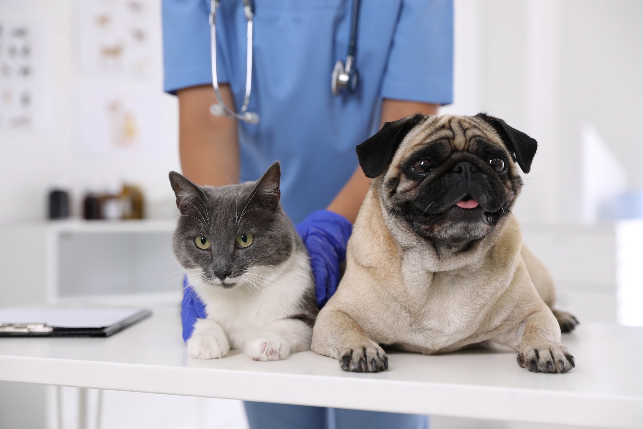 Alguns tipos de câncer em cachorro e gato podem ser prevenidos com a castração